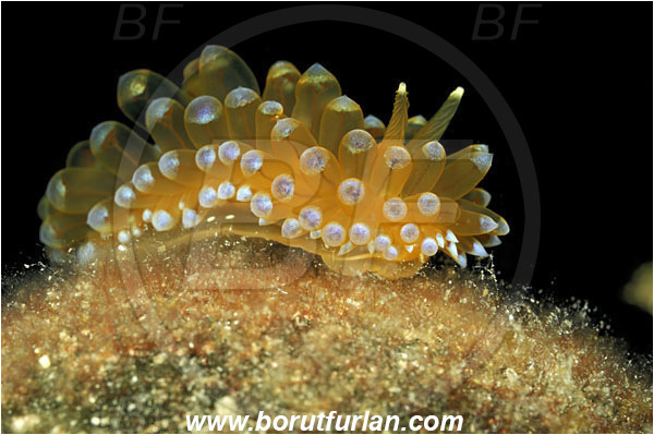 Island Korcula, Croatia, Adriatic sea, Mediterranean sea, Antiopella cristata, Antiopella, Janolidae, Crested aeolis, Nudibranch, Sea slug, Gastropoda, Mollusca
