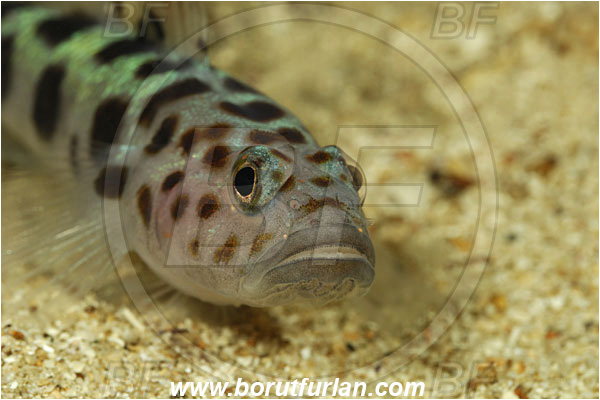 Island Korcula, Croatia, Adriatic sea, Mediterranean sea, Thorogobius ephippiatus, Thorogobius, Gobiidae, Leopard-spotted goby, Goby, Fish, Portrait