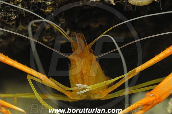 Island Korcula, Croatia, Adriatic sea, Mediterranean sea, Stenopus spinosus, Stenopus, Stenopodidae, Decapoda, Golden coral shrimp, Mediterranean coral shrimp, Shrimp, Crustacea, Crustacean, Portrait