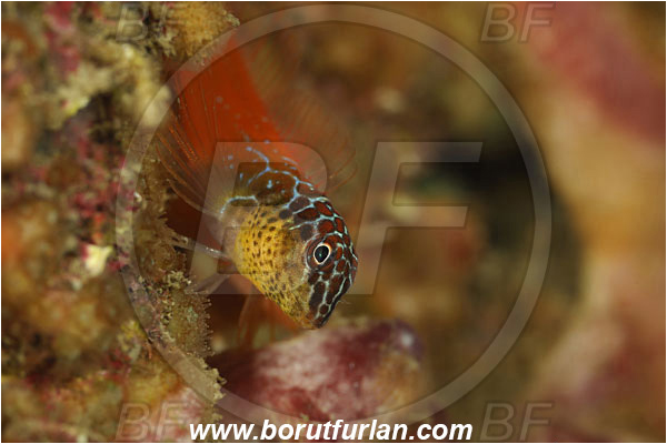 Island Korcula, Croatia, Adriatic sea, Mediterranean sea, Microlipophrys nigriceps, Microlipophrys, Blenniidae, Black-headed blenny, Blenny, Fish, Portrait