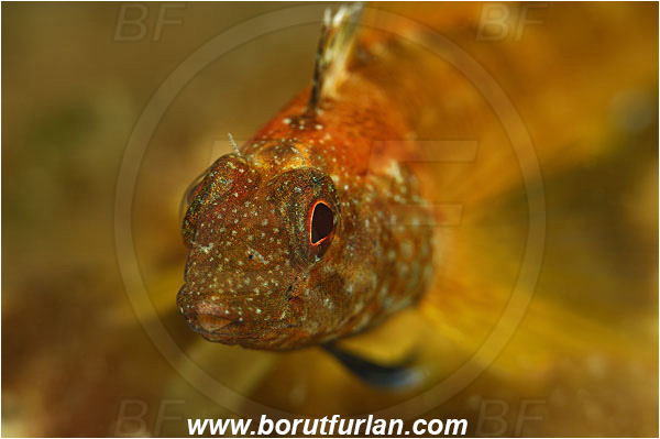 Island Korcula, Croatia, Adriatic sea, Mediterranean sea, Tripterygion tripteronotum, Tripterygion, Tripterygiidae, Red-black triplefin, Triplefin, Fish, Portrait, Male