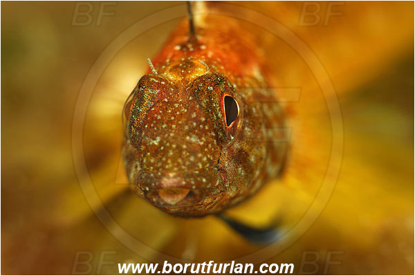 Island Korcula, Croatia, Adriatic sea, Mediterranean sea, Tripterygion tripteronotum, Tripterygion, Tripterygiidae, Red-black triplefin, Triplefin, Fish, Portrait, Male