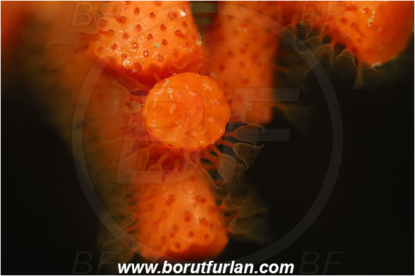 Island Korcula, Croatia, Adriatic sea, Mediterranean sea, Myriapora truncata, Myriapora, Myriaporidae, False coral, Red bryozoan, Bryozoa, Bryozoan, Abstract