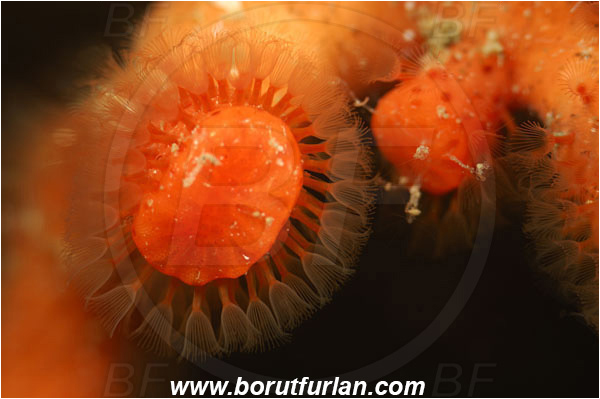 Island Korcula, Croatia, Adriatic sea, Mediterranean sea, Myriapora truncata, Myriapora, Myriaporidae, False coral, Red bryozoan, Bryozoa, Bryozoan, Abstract