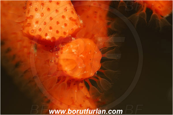 Island Korcula, Croatia, Adriatic sea, Mediterranean sea, Myriapora truncata, Myriapora, Myriaporidae, False coral, Red bryozoan, Bryozoa, Bryozoan, Abstract