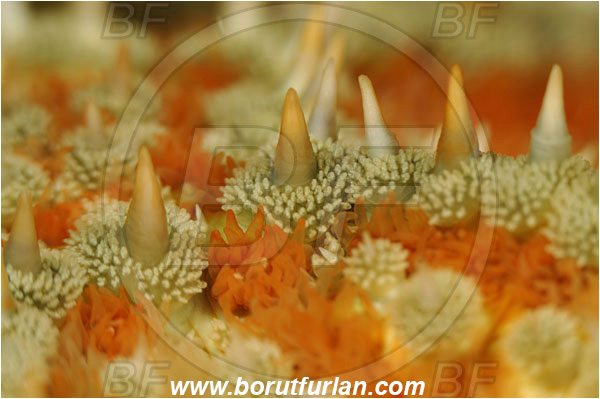 Island Korcula, Croatia, Adriatic sea, Mediterranean sea, Marthasterias glacialis, Marthasterias, Asteriidae, Spiny starfish, Strafish, Asteroidea, Echinodermata, Echinoderm, Abstract