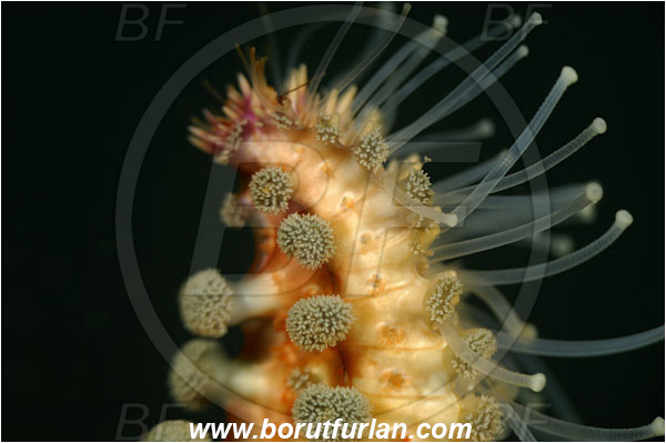 Island Korcula, Croatia, Adriatic sea, Mediterranean sea, Marthasterias glacialis, Marthasterias, Asteriidae, Spiny starfish, Strafish, Asteroidea, Echinodermata, Echinoderm, Abstract