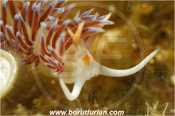 Island Korcula, Croatia, Adriatic sea, Mediterranean sea, Cratena peregrina, Cratena, Facelinidae, Tricolor nudibranch, Nudibranch, Sea slug, Gastropoda, Mollusca, Portrait