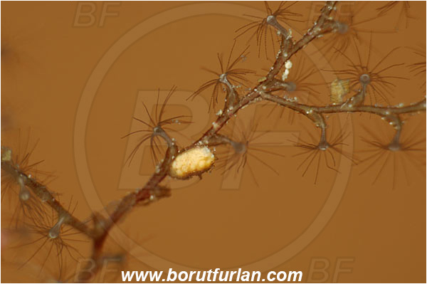 Island Korcula, Croatia, Adriatic sea, Mediterranean sea, Eudendrium sp., Eudendrium, Eudendriidae, Hydrozoa, Cnidaria, Cnidarian, Tree hydroid, Hydroid