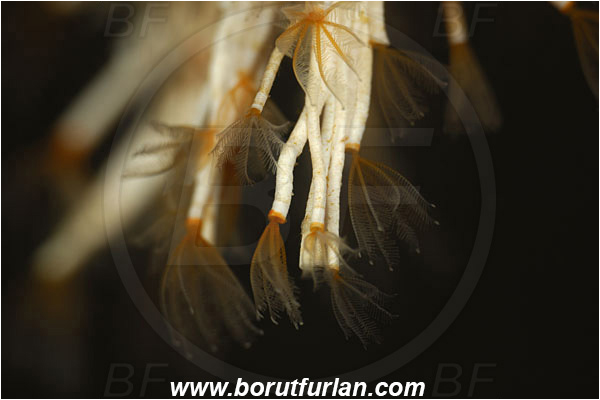 Island Korcula, Croatia, Adriatic sea, Mediterranean sea, Salmacina sp., Salmacina, Serpulidae, Colony of tangled tube worm, Worm, Polychaeta