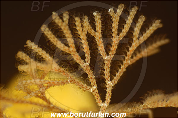Island Korcula, Croatia, Adriatic sea, Mediterranean sea, Cradoscrupocellaria reptans, Cradoscrupocellaria, Candidae, Bryozoa, Bryozoan