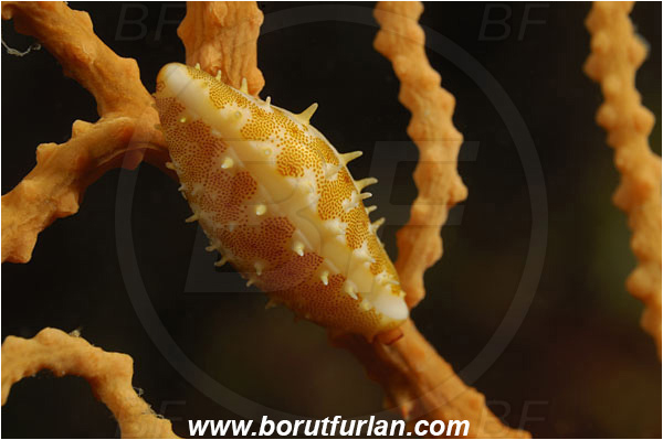 Island Korcula, Croatia, Adriatic sea, Mediterranean sea, Simnia spelta, Simnia, Ovulidae, Keys Simnia, False cowrie, Sea snail, Gastropoda, Mollusca, Mollusc