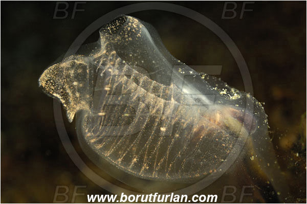 Island Korcula, Croatia, Adriatic sea, Mediterranean sea, Clavelina dellavallei, Clavelina, Clavelinidae, Light-bulb Sea Squirt, Sea squirt, Ascidiacea, Tunicata, Tunicate