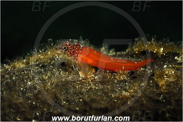 Island Korcula, Croatia, Adriatic sea, Mediterranean sea, Tripterygion melanurum, Tripterygion, Tripterygiidae, Black-faced triplefin, Triplefin, Fish