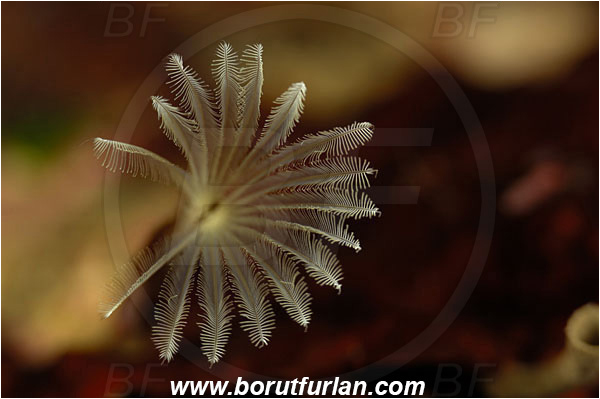 Island Susac, Croatia, Adriatic sea, Mediterranean sea, Branchiomma sp., Branchiomma, Sabellidae, Tube worm, Worm, Polychaeta