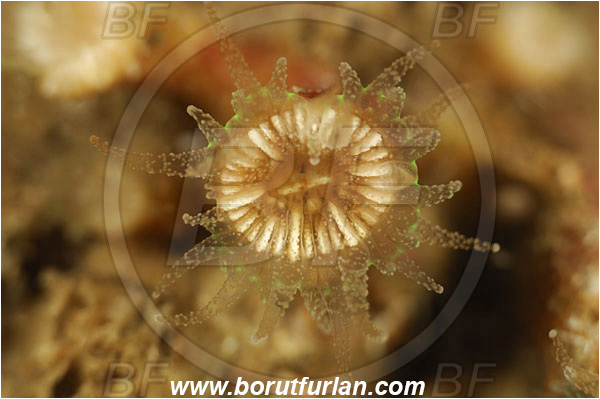 Island Susac, Croatia, Adriatic sea, Mediterranean sea, Phyllangia americana mouchezii, Phyllangia, Caryophylliidae, Hidden cup coral, Coral, Anthozoa, Cnidaria, Cnidarian