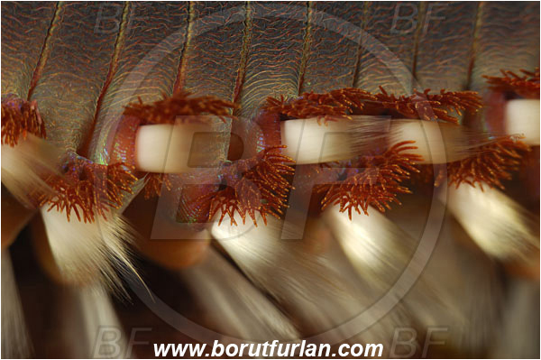 Island Susac, Croatia, Adriatic sea, Mediterranean sea, Hermodice carunculata, Hermodice, Amphinomidae, Bearded fireworm, Fireworm, Worm, Polychaeta, Abstract