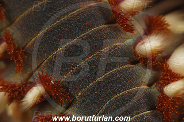Island Susac, Croatia, Adriatic sea, Mediterranean sea, Hermodice carunculata, Hermodice, Amphinomidae, Bearded fireworm, Fireworm, Worm, Polychaeta, Abstract