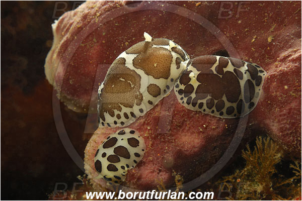 Island Korcula, Croatia, Adriatic sea, Mediterranean sea, Peltodoris atromaculata, Peltodoris, Discodorididae, Dotted sea slug, Nudibranch, Sea slug, Gastropoda, Mollusca, Backlight, Backlit