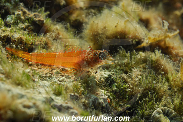 Island Korcula, Croatia, Adriatic sea, Mediterranean sea, Tripterygion melanurum, Tripterygion, Tripterygiidae, Black-faced triplefin, Triplefin, Fish, Backlight, Backlit