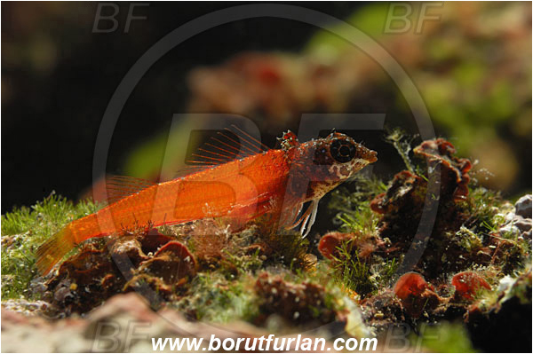 Island Korcula, Croatia, Adriatic sea, Mediterranean sea, Tripterygion melanurum, Tripterygion, Tripterygiidae, Black-faced triplefin, Triplefin, Fish, Backlight, Backlit
