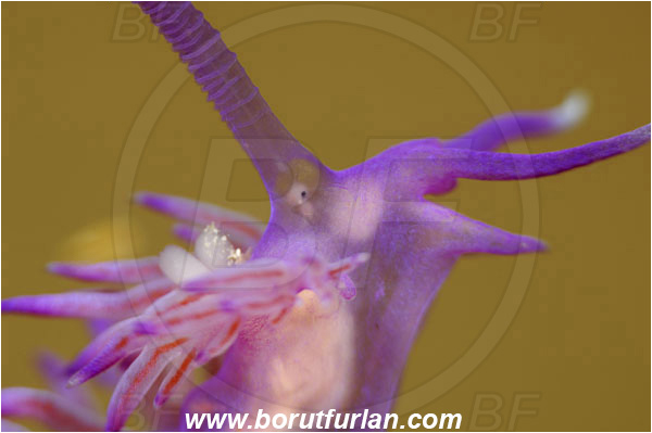 Island Korcula, Croatia, Adriatic sea, Mediterranean sea, Flabellina affinis, Flabellina, Flabellinidae, Pink Flabellina, Mediterranean flabellina, Nudibranch, Sea slug, Gastropoda, Mollusca, Portrait