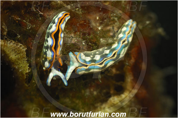 Island Korcula, Croatia, Adriatic sea, Mediterranean sea, Thuridilla hopei, Thuridilla, Plakobranchidae, Hope