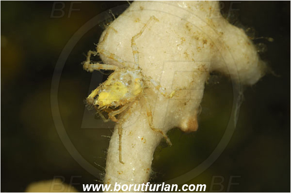 Island Korcula, Croatia, Adriatic sea, Mediterranean sea, Eurynome aspera, Eurynome, Majidae, Decapoda, Crustacea, Crustacean, Crab