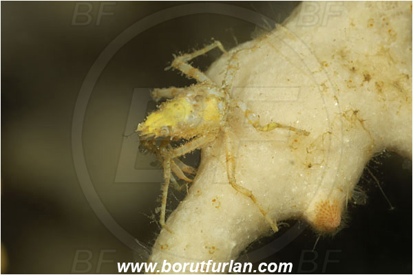 Island Korcula, Croatia, Adriatic sea, Mediterranean sea, Eurynome aspera, Eurynome, Majidae, Decapoda, Crustacea, Crustacean, Crab