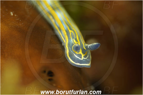 Island Korcula, Croatia, Adriatic sea, Mediterranean sea, Felimare villafranca, Felimare, Chromodorididae, Striped Dorid Nudibranch, Nudibranch, Sea slug, Gastropoda, Mollusca, Portrait