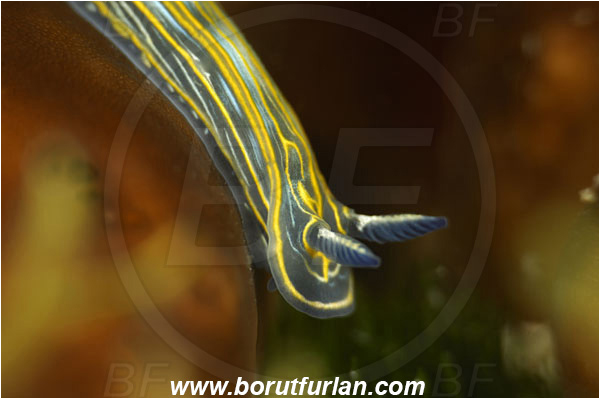 Island Korcula, Croatia, Adriatic sea, Mediterranean sea, Felimare villafranca, Felimare, Chromodorididae, Striped Dorid Nudibranch, Nudibranch, Sea slug, Gastropoda, Mollusca, Portrait