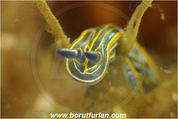 Island Korcula, Croatia, Adriatic sea, Mediterranean sea, Felimare villafranca, Felimare, Chromodorididae, Striped Dorid Nudibranch, Nudibranch, Sea slug, Gastropoda, Mollusca, Portrait