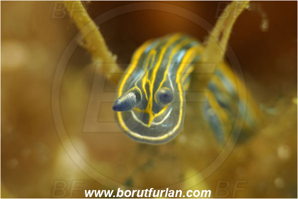 Island Korcula, Croatia, Adriatic sea, Mediterranean sea, Felimare villafranca, Felimare, Chromodorididae, Striped Dorid Nudibranch, Nudibranch, Sea slug, Gastropoda, Mollusca, Portrait