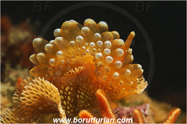 Island Korcula, Croatia, Adriatic sea, Mediterranean sea, Antiopella cristata, Antiopella, Janolidae, Crested aeolis, Nudibranch, Sea slug, Gastropoda, Mollusca, Backlight, Backlit