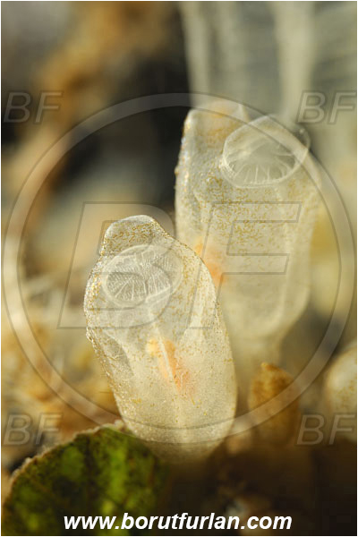 Island Korcula, Croatia, Adriatic sea, Mediterranean sea, Clavelina sp., Clavelina, Clavelinidae, Sea squirt, Ascidiacea, Tunicata, Tunicate