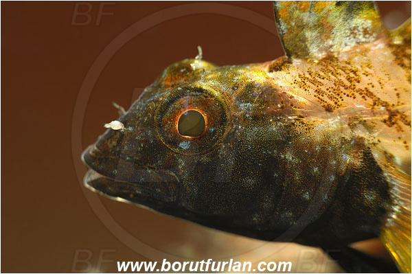 Island Korcula, Croatia, Adriatic sea, Mediterranean sea, Tripterygion tripteronotum, Tripterygion, Tripterygiidae, Red-black triplefin, Triplefin, Fish, Portrait, Male