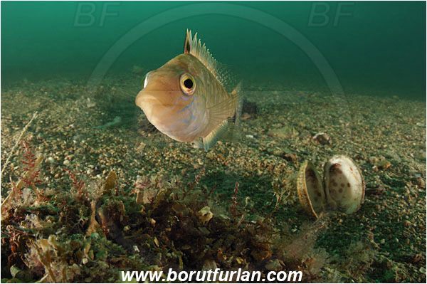 Piran, Slovenia, Adriatic sea, Mediterranean sea, Symphodus cinereus, Symphodus, Labridae, Gray wrasse, Wrasse, Fish, Nesting, Portrait