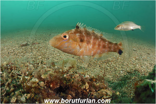 Piran, Slovenia, Adriatic sea, Mediterranean sea, Symphodus cinereus, Symphodus, Labridae, Gray wrasse, Wrasse, Fish, Nesting