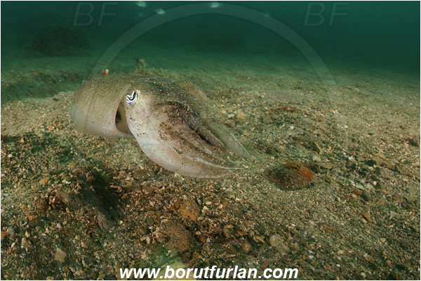 Piran, Slovenia, Adriatic sea, Mediterranean sea, Sepia officinalis, Sepia, Sepiidae, European cuttlefish, Common cuttlefish, Cuttlefish, Cephalopoda, Mollusca, Mollusc