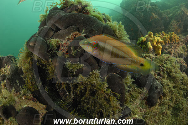 Piran, Slovenia, Adriatic sea, Mediterranean sea, Symphodus ocellatus, Symphodus, Labridae, Ocellated wrasse, Wrasse, Fish, Reef