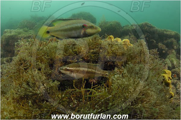 Piran, Slovenia, Adriatic sea, Mediterranean sea, Symphodus ocellatus, Symphodus, Labridae, Ocellated wrasse, Wrasse, Fish, Nesting, Nest, Reef