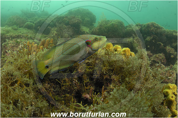 Piran, Slovenia, Adriatic sea, Mediterranean sea, Symphodus ocellatus, Symphodus, Labridae, Ocellated wrasse, Wrasse, Fish, Nesting, Nest, Reef