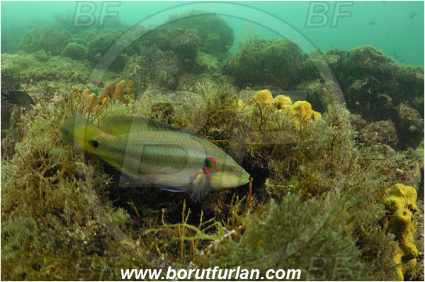 Piran, Slovenia, Adriatic sea, Mediterranean sea, Symphodus ocellatus, Symphodus, Labridae, Ocellated wrasse, Wrasse, Fish, Nesting, Nest, Reef