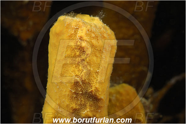 Piran, Slovenia, Adriatic sea, Mediterranean sea, Aplysina aerophoba, Aplysina, Aplysinidae, Yellow Tube Sponge, Golden Sponge, Sponge, Porifera