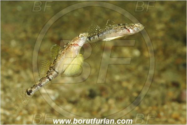 Piran, Slovenia, Adriatic sea, Mediterranean sea, Pomatoschistus quagga, Pomatoschistus, Gobiidae, Quagga goby, Goby, Fish