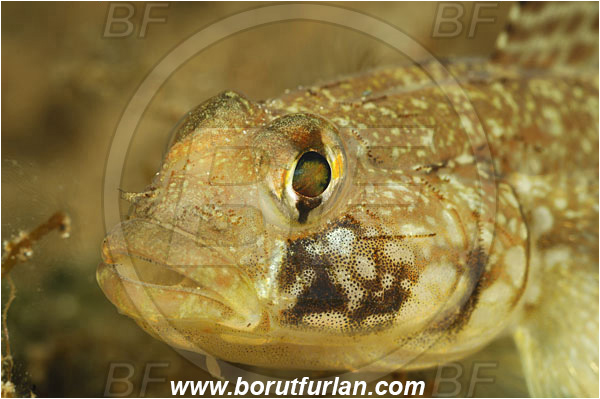 Island Pag, Croatia, Adriatic sea, Mediterranean sea, Gobius geniporus, Gobius, Gobiidae, Slender goby, Goby, Fish, Portrait