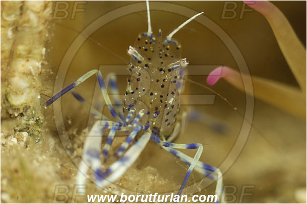 Island Pag, Croatia, Adriatic sea, Mediterranean sea, Periclimenes aegylios, Periclimenes, Palaemonidae, Decapoda, Commensal shrimp, Shrimp, Crustacea, Crustacean, Portrait