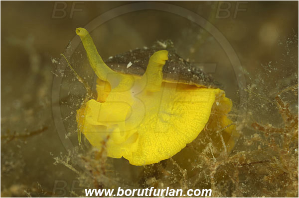 Island Pag, Croatia, Adriatic sea, Mediterranean sea, Tylodina perversa, Tylodina, Tylodinidae, Yellow umbrella slug, Sea snail, Gastropoda, Mollusca, Mollusc
