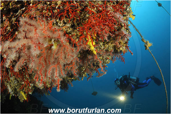 Island Vir, Croatia, Adriatic sea, Mediterranean sea, Corallium rubrum, Corallium, Coralliidae, Precious Coral, Red coral, Coral, Anthozoa, Cnidaria, Cnidarian, Reef, Diver