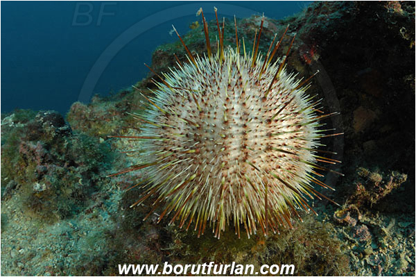 Island Vir, Croatia, Adriatic sea, Mediterranean sea, Echinus melo, Echinus, Echinidae, Melon sea urchin, Sea urchin, Echinoidea, Echinodermata, Echinoderm, Reef